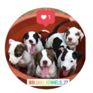 Bluuu Kennels 27