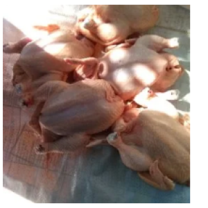 Gold Chicken Mozambique