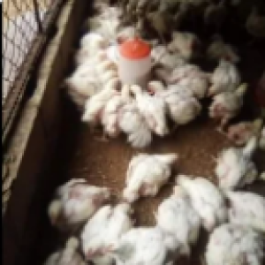 CHISSICO Venda de frangos