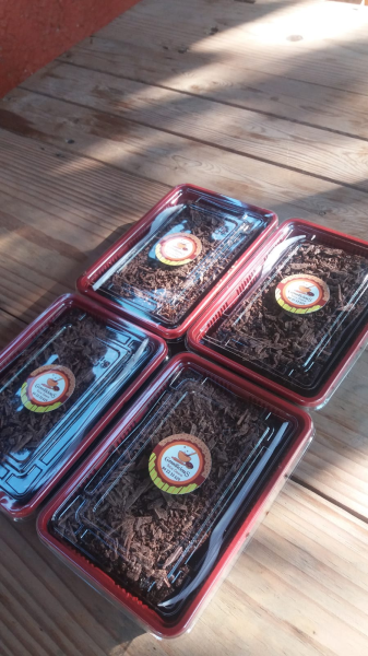 Pratinho brigadeirão Bolo de chocomint, com cobertura de calda de brigadeiro, e raspas de chocolate meio amargo.