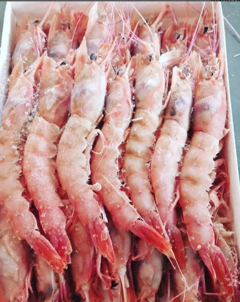 1Kg de camarão 🍤 1.100😍