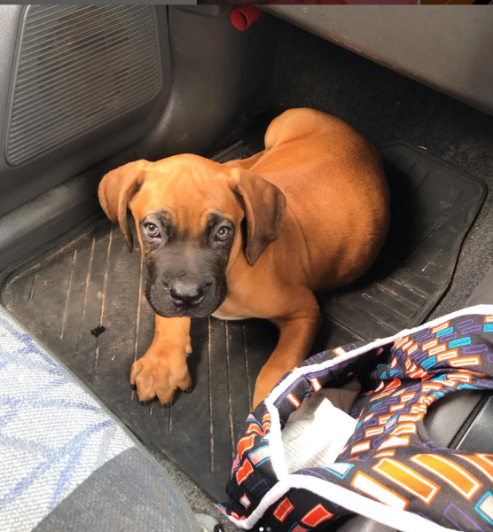 Criador de animais de estimação