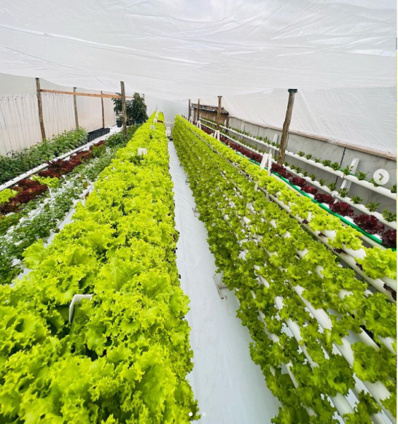 mercado do cultivo sem solo