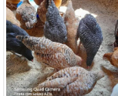 TEMOS GALINHA (SASSO) A VENDA(250MTS) CADA