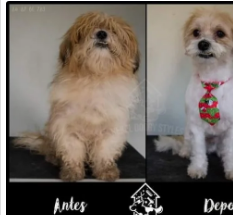 SERVIÇOS VETERINARIOS