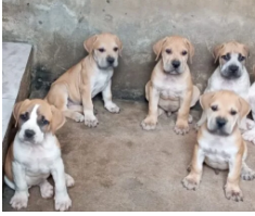 The Strong hood Kennel