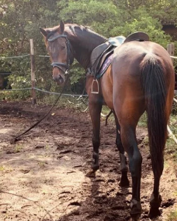 Riverbend Equestrian Sports Club