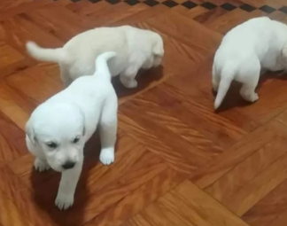 Disponível crias de labrador retriever_ Labrador retriever puppy’s available