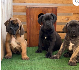 Filhotes de Boerboel disponíveis