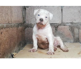 Duas fêmeas Raça :American Bulldog Cor