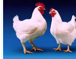 FRANGOS AGOSTINHO AMADEU WACHEIRO