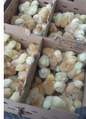 Pintos Poedeira da raça Sasso.