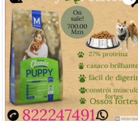 For small healthy dogs