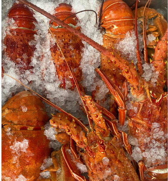 SERVIÇOS DE ALIMENTAÇÃO _ Lagosta