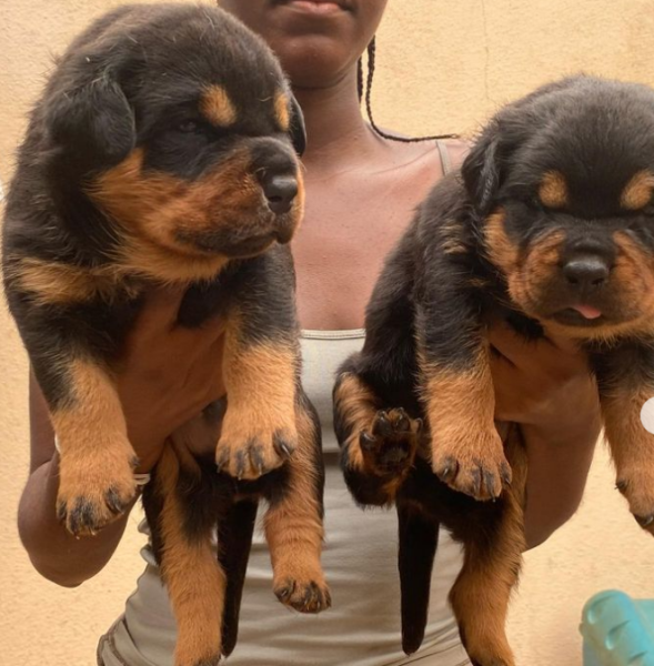 Filhotes de #ROTTWEILER machos, com apenas 16 dias, disponíveis para reservas preço de cada cria 300.000 kz