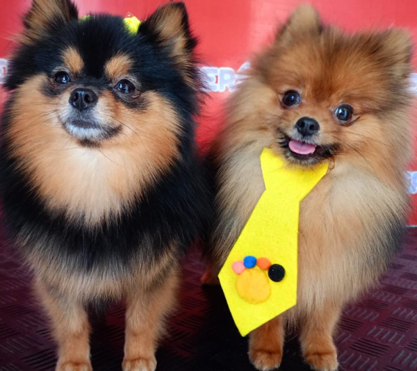 SERVIÇOS DE BELEZA PARA PET