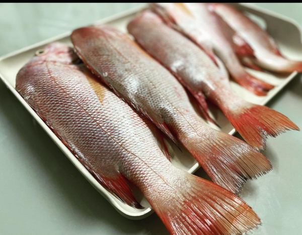 SERVIÇOS DE ALIMENTAÇÃO _ Peixe vermelho