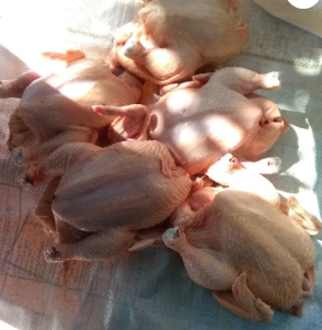 Frangos vivos e depenados