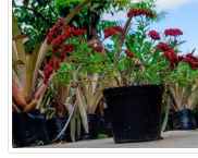 Faça já a sua encomenda. A melhor opção para o seu jardim é somente