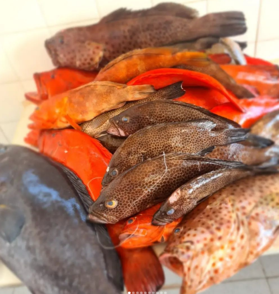 SERVIÇOS DE ALIMENTAÇÃO _ PEIXES