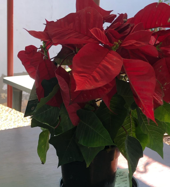 Bico de papagaio 🦜