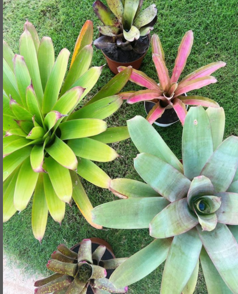 Bromélias! Com suas cores vibrantes