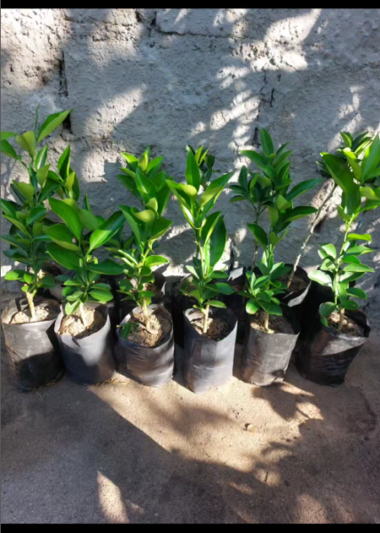 Tangerineiras Enxertadas-300 Mt Chadoqueiras Enxertadas-400 Mt Mangueiras Tommy Enxertadas-300 Mt Mangueiras Palmer Enxertadas-300 Mt Mangueiras Heidi-500 Mt Mangueiras Keitt Enxertadas-500 Mt Litchie-600 Mt Romazeiras Corban-500 Mt