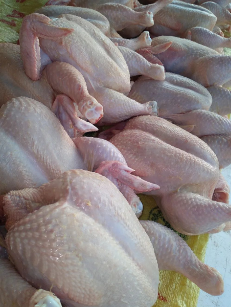 Frangos de 1.5kg a 300 mt