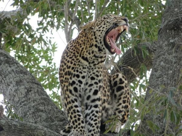 Day Tours to Kruger National Park now available