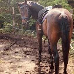 Riverbend Equestrian Sports Club