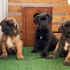 Filhotes de Boerboel disponíveis