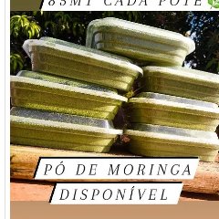 Moringa disponível para entrega imediata
