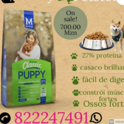 For small healthy dogs