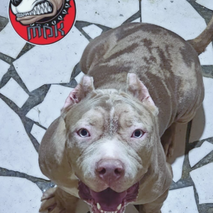 Vet Center Veterinary