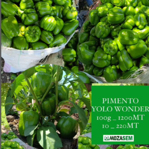 PIMENTO YOLO WONDER (Marca TECHNISEM)