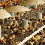 pintos, frangos, letões,carne de porco E ração