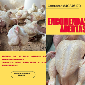 frango de fazenda está pronto para responder a sua preferência. Vivo-290mt📍 Depenado-300mt📍