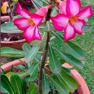 PLANTA