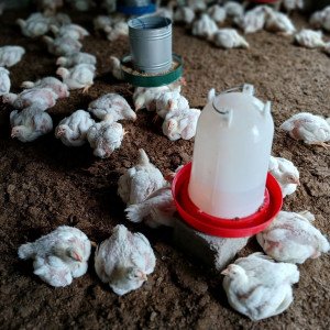 FRANGO VIVO